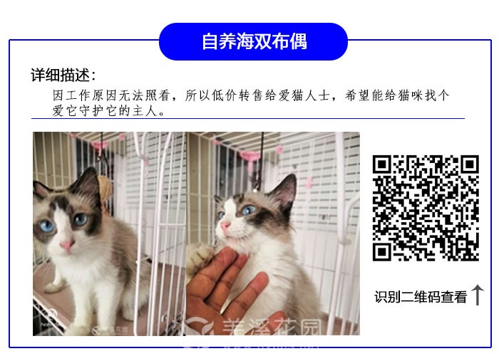 布偶.jpg
